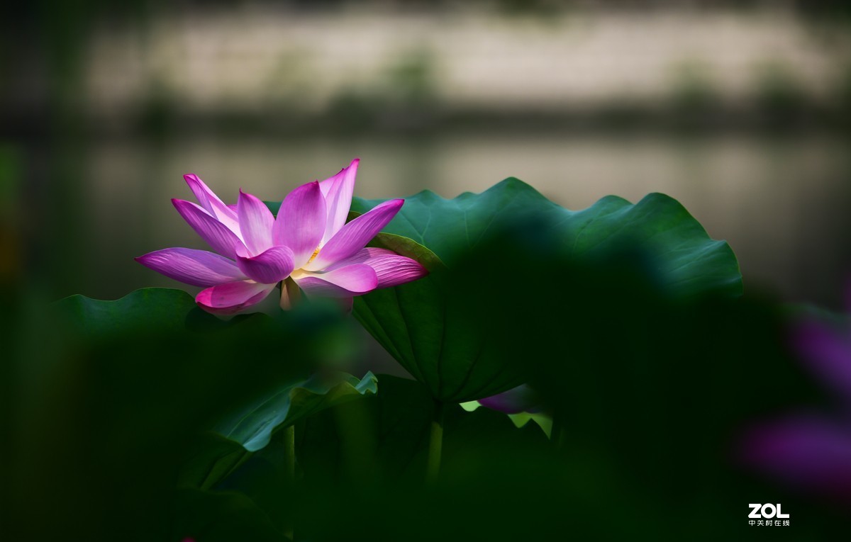 试机-中关村在线摄影论坛