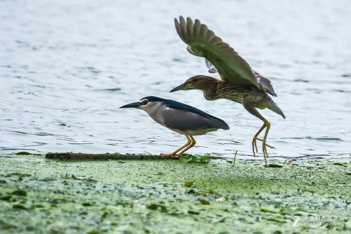 佳能7DⅡ星空(中国)七月份美帖共享
