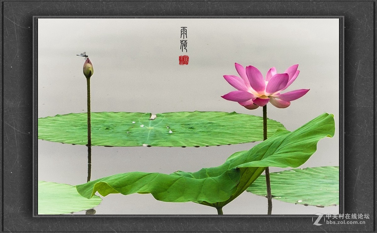 济南大明湖拍摄荷花（老张光影指导）