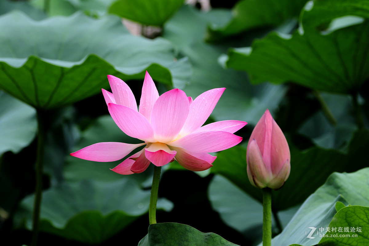 佳能7DⅡ星空(中国)七月份美帖共享