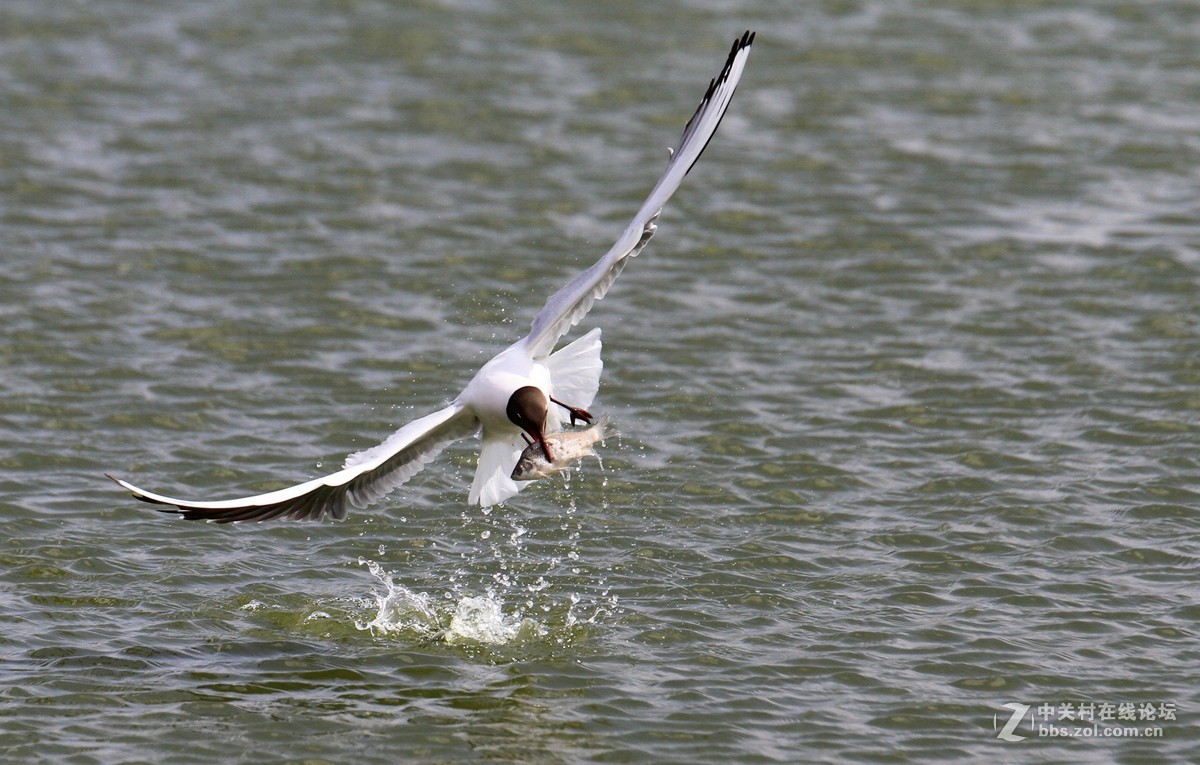 入了半年了，拿出来试试。。。