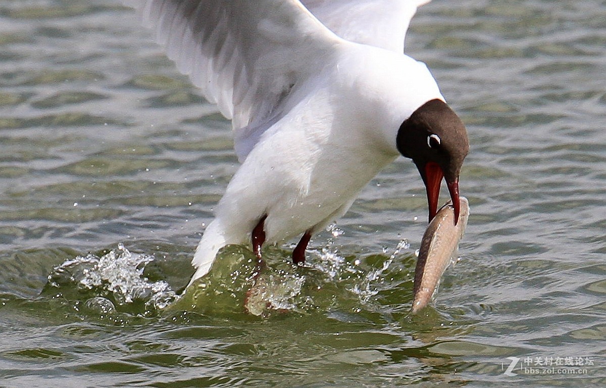 入了半年了，拿出来试试。。。