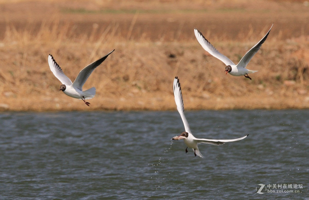 入了半年了，拿出来试试。。。