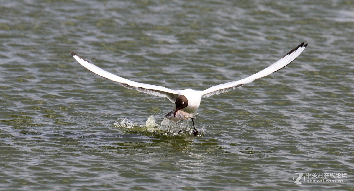 入了半年了，拿出来试试。。。