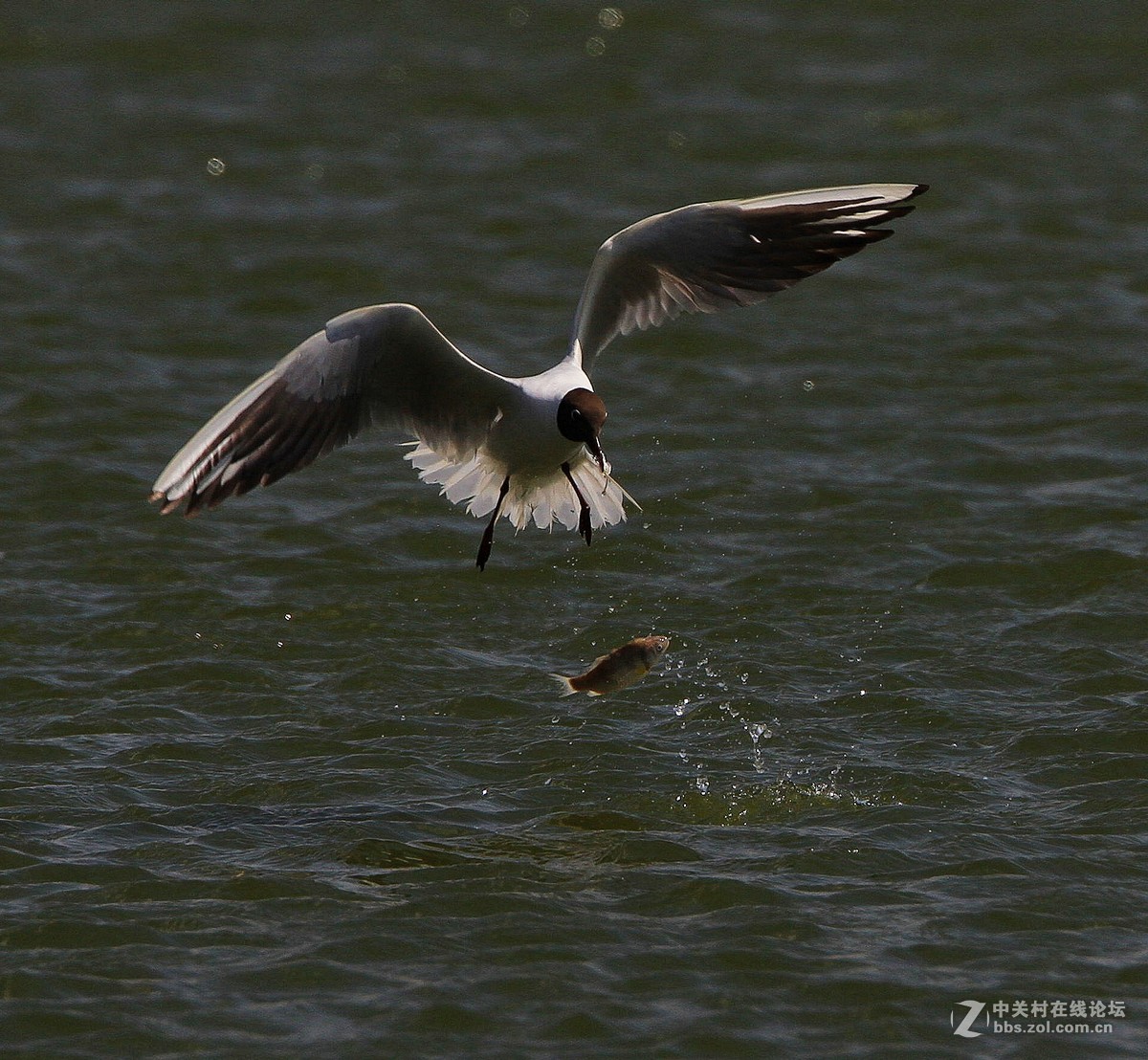 入了半年了，拿出来试试。。。