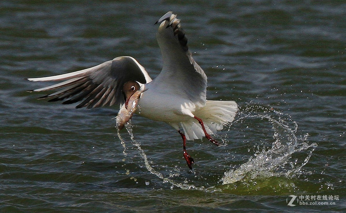 入了半年了，拿出来试试。。。