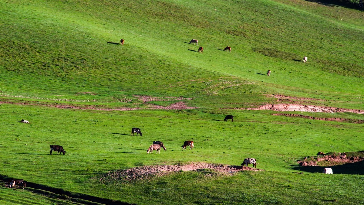 夏的草原白家窝堡牧牛图