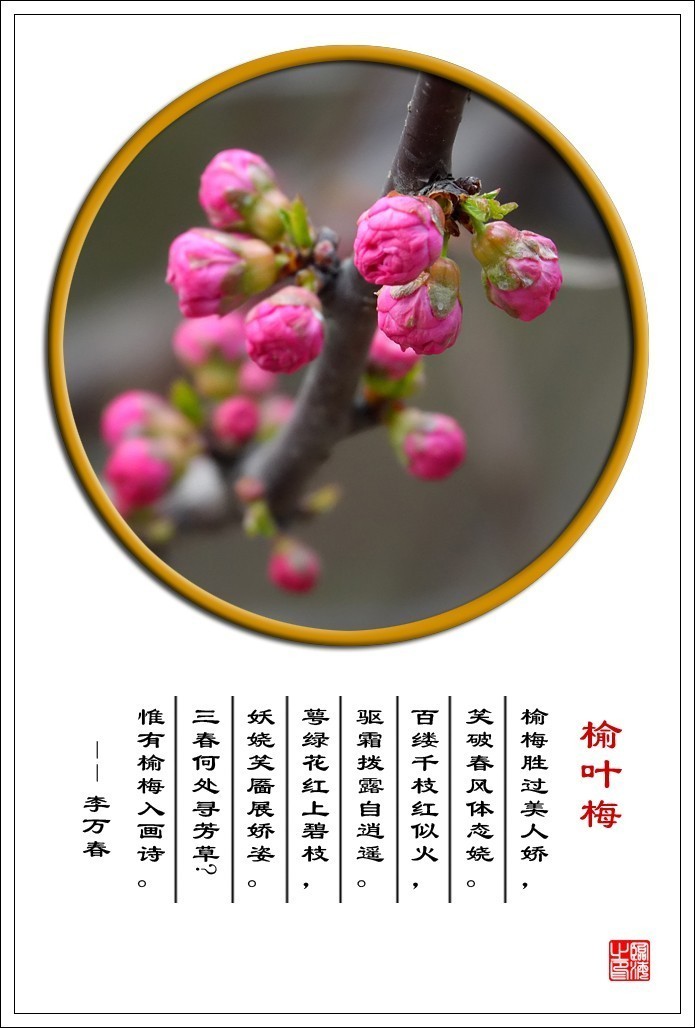 【我的视野】★ 含苞欲放 ★   《 榆叶梅赞 》  榆梅胜过美人娇，笑破春风体态娆。 百缕千枝红似火，驱霜拨