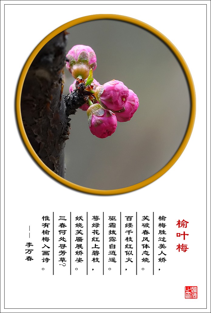 【我的视野】★ 含苞欲放 ★   《 榆叶梅赞 》  榆梅胜过美人娇，笑破春风体态娆。 百缕千枝红似火，驱霜拨