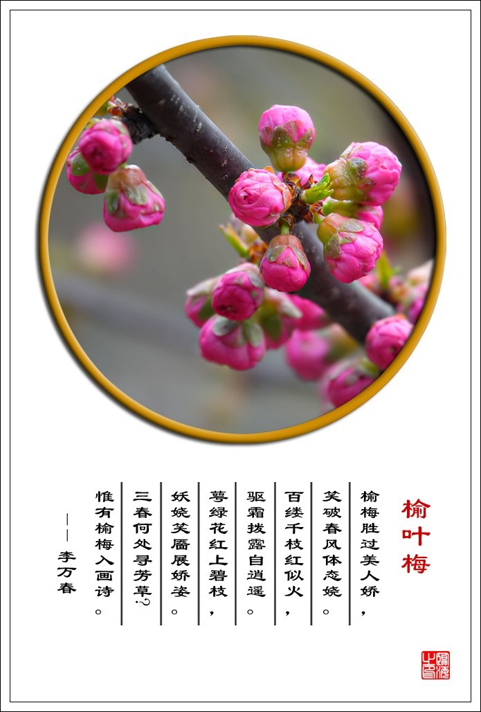 【我的视野】★ 含苞欲放 ★   《 榆叶梅赞 》  榆梅胜过美人娇，笑破春风体态娆。 百缕千枝红似火，驱霜拨