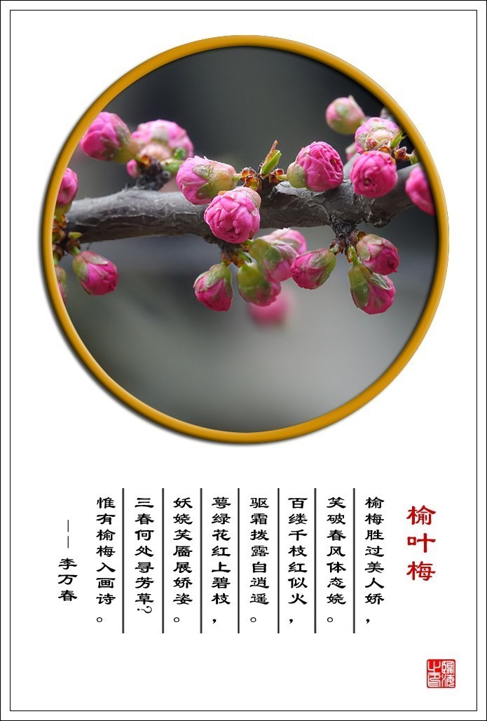 【我的视野】★ 含苞欲放 ★   《 榆叶梅赞 》  榆梅胜过美人娇，笑破春风体态娆。 百缕千枝红似火，驱霜拨