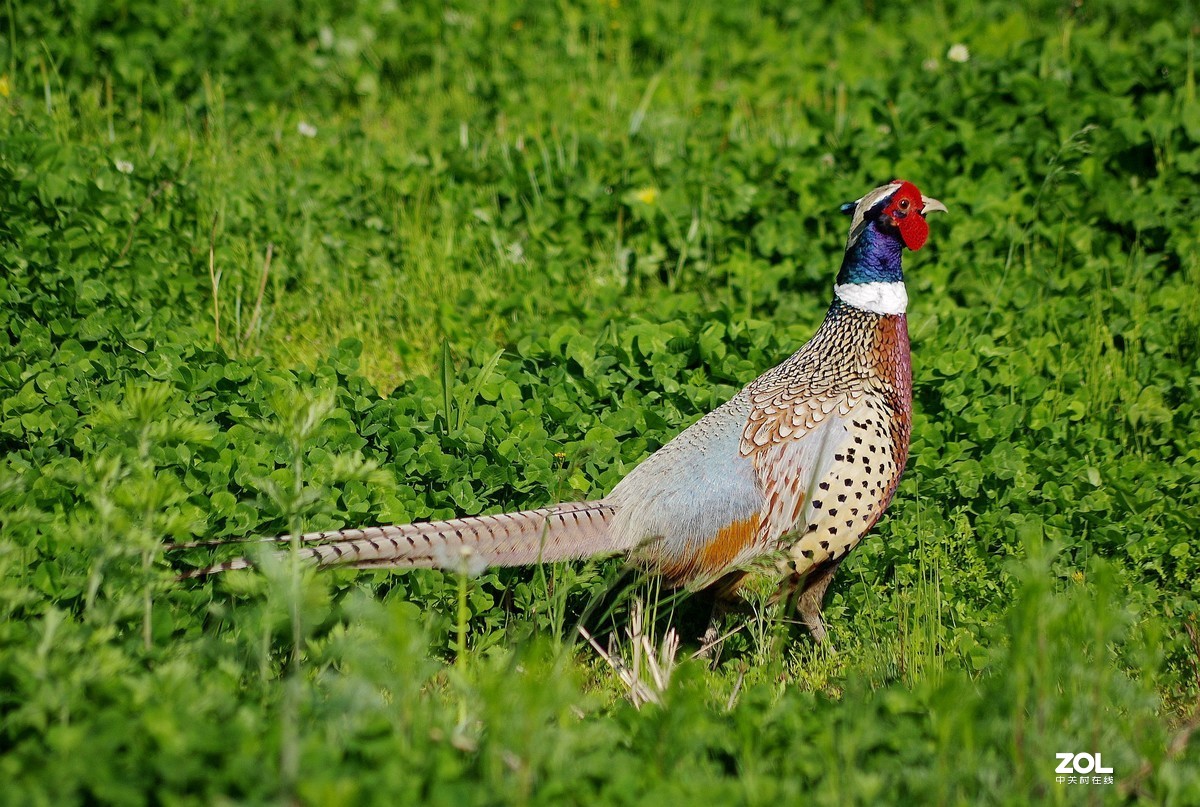 宾得色彩拍雉鸡。
