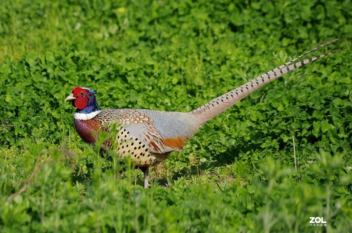 宾得色彩拍雉鸡。