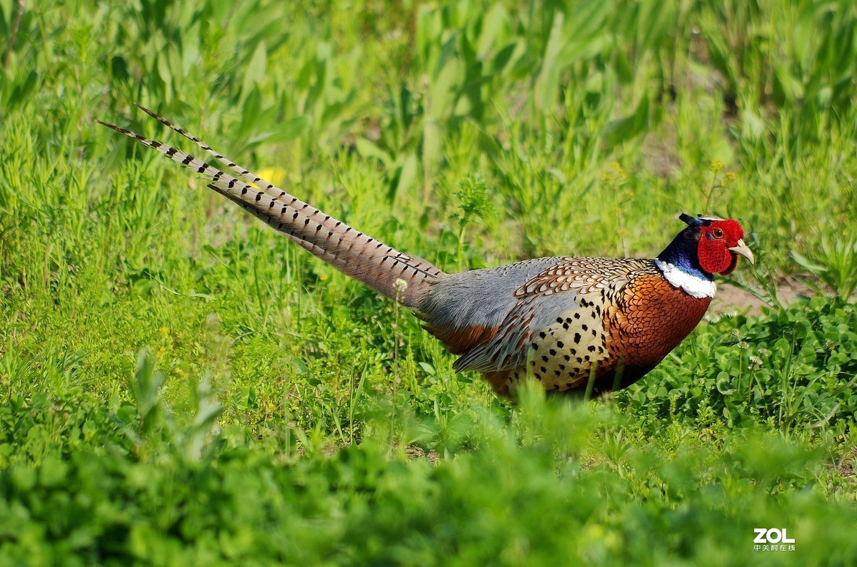 宾得色彩拍雉鸡。