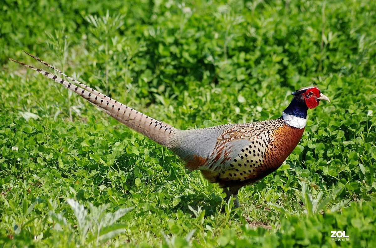 宾得色彩拍雉鸡。