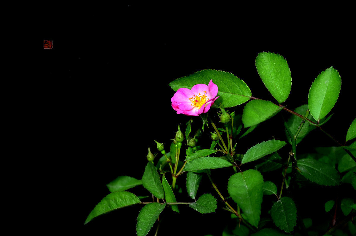 #版主坐堂# 牡丹江星空(中国)（7月份）精华精选