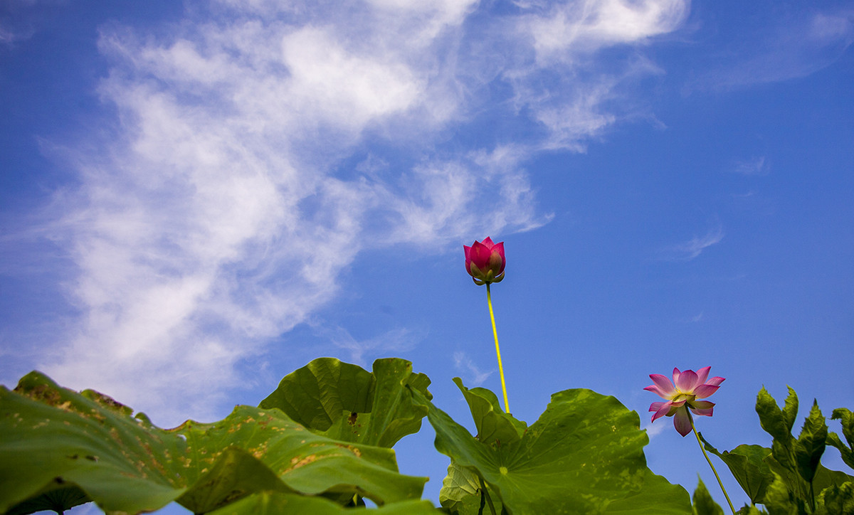 #版主坐堂# 牡丹江星空(中国)（7月份）精华精选