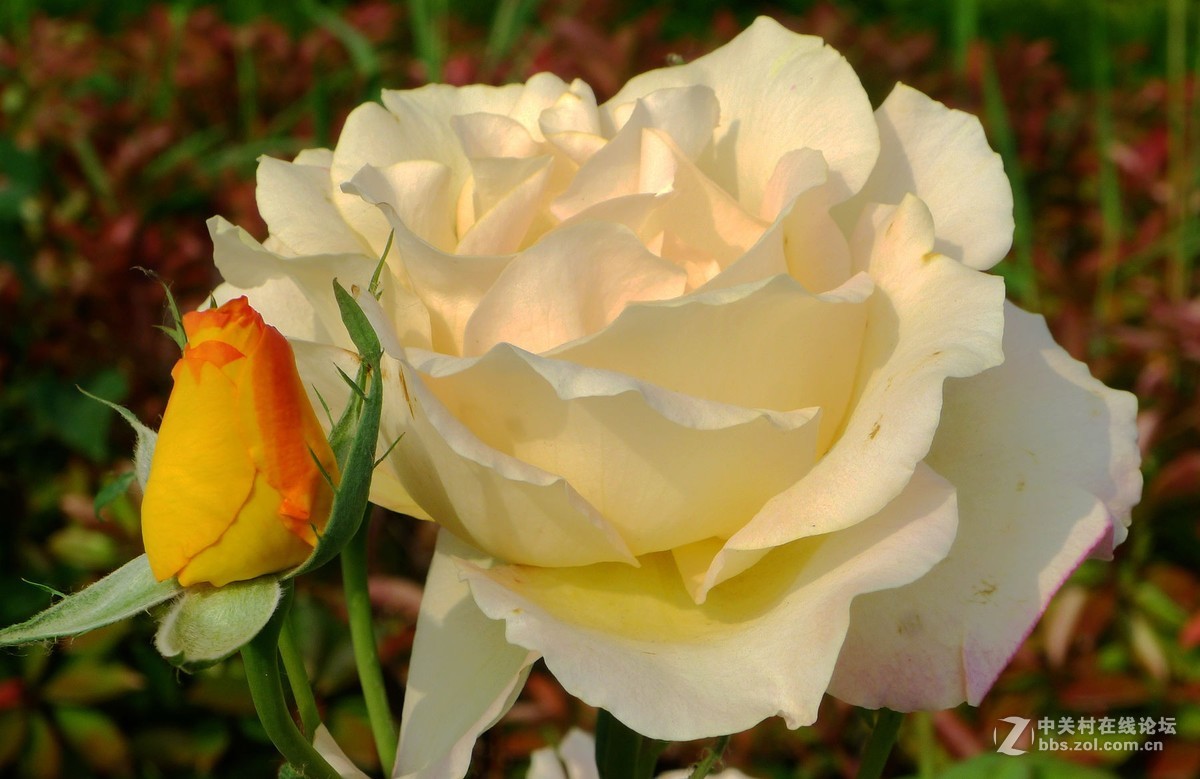 此花无日不春风