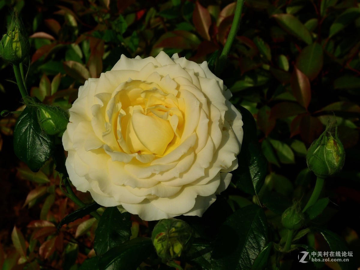 此花无日不春风