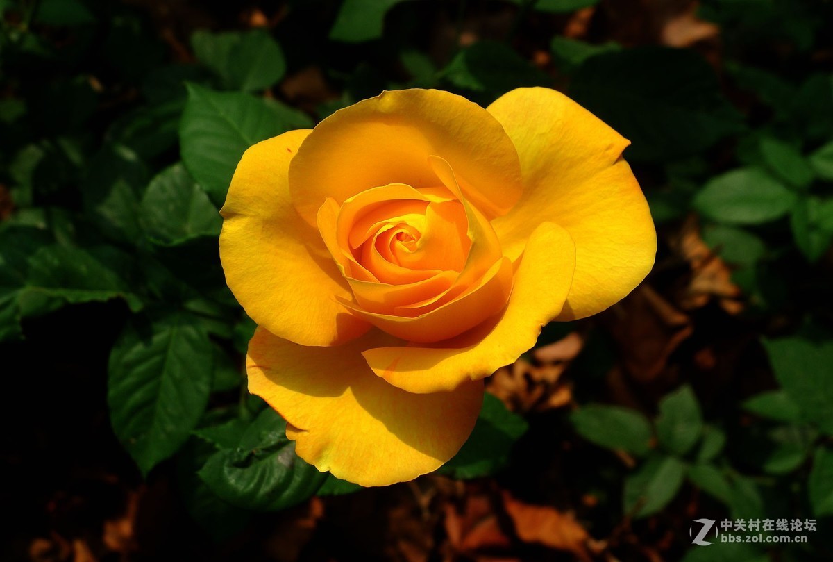 此花无日不春风