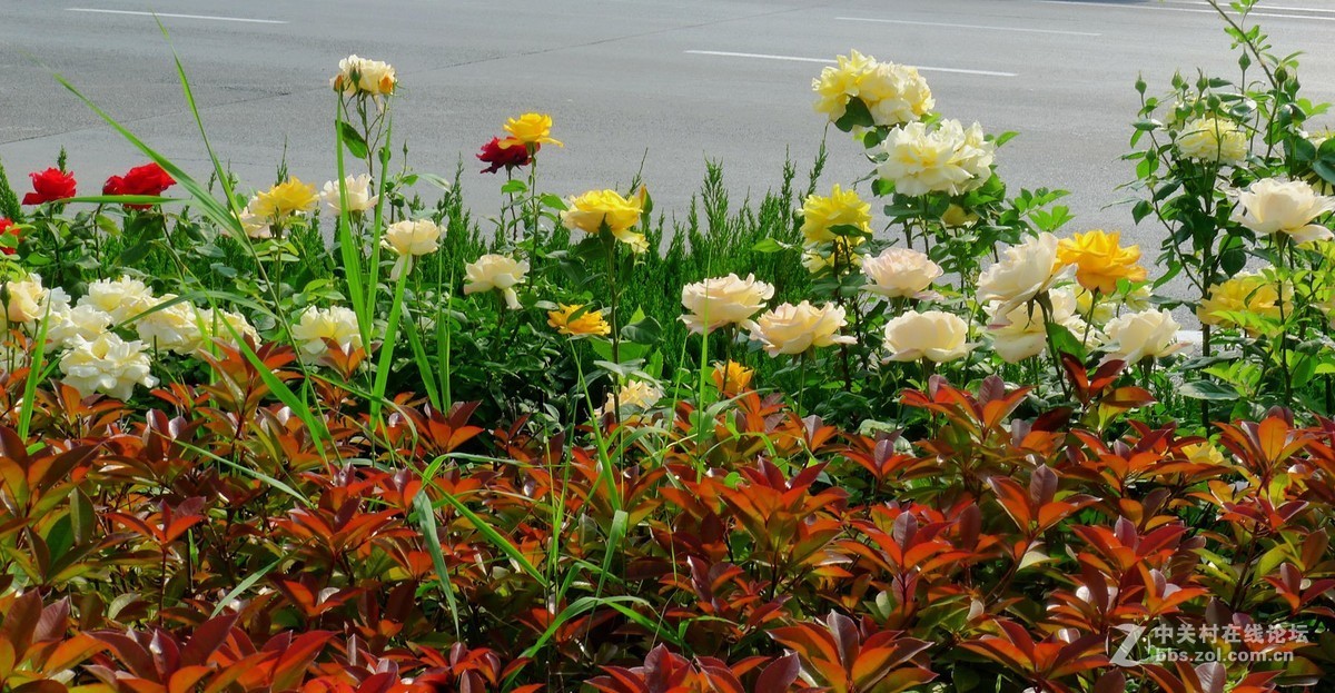 此花无日不春风