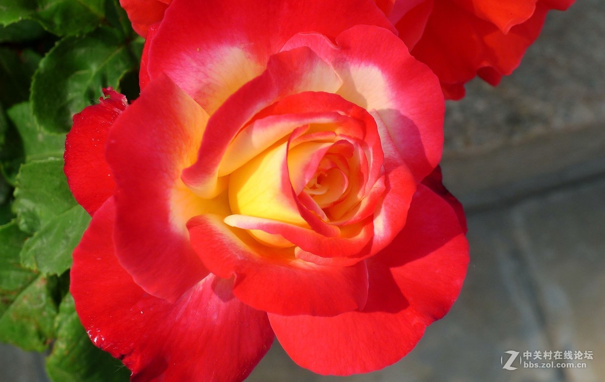 此花无日不春风