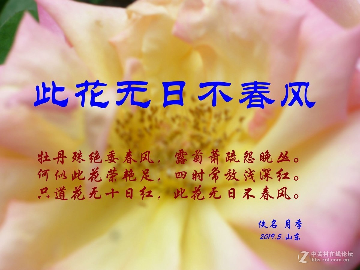 此花无日不春风