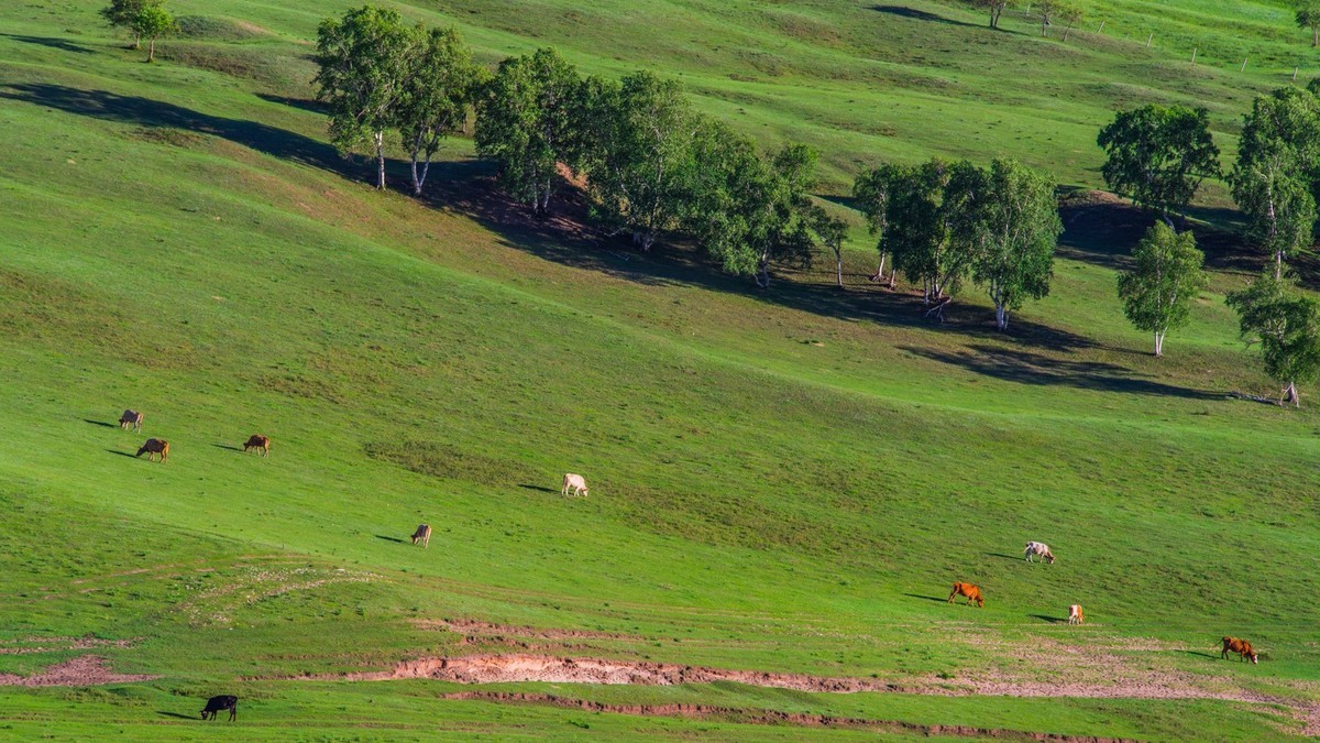夏的草原白家窝堡牧牛图