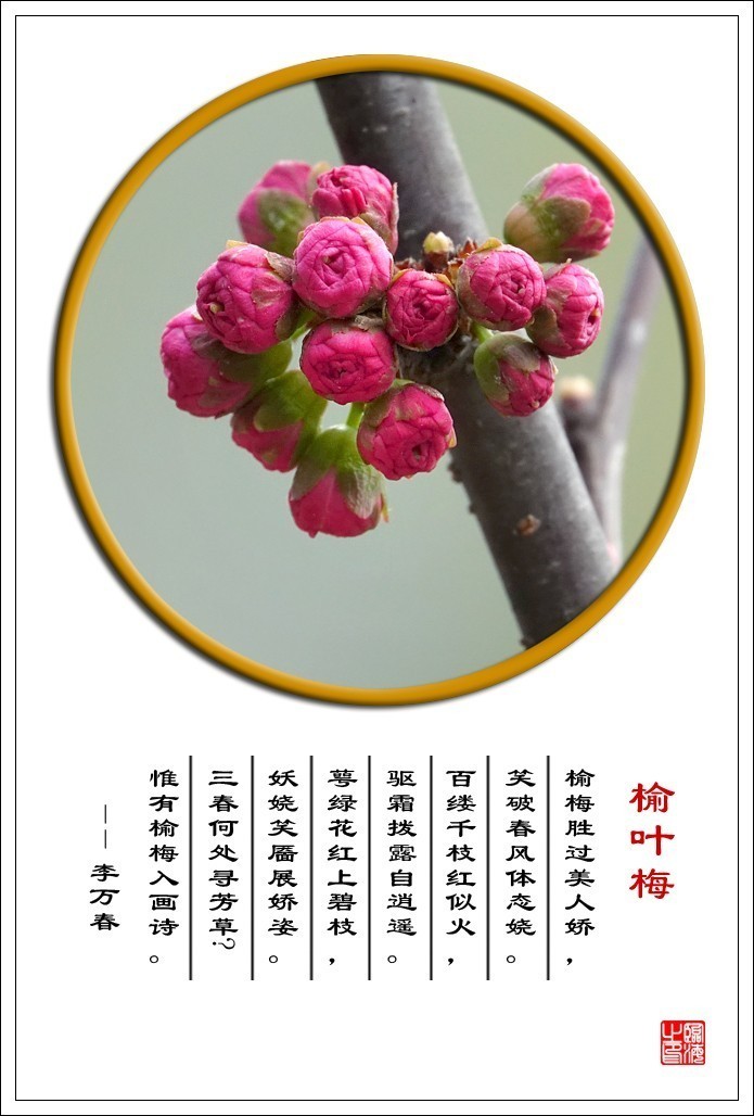 【我的视野】★ 含苞欲放 ★   《 榆叶梅赞 》  榆梅胜过美人娇，笑破春风体态娆。 百缕千枝红似火，驱霜拨