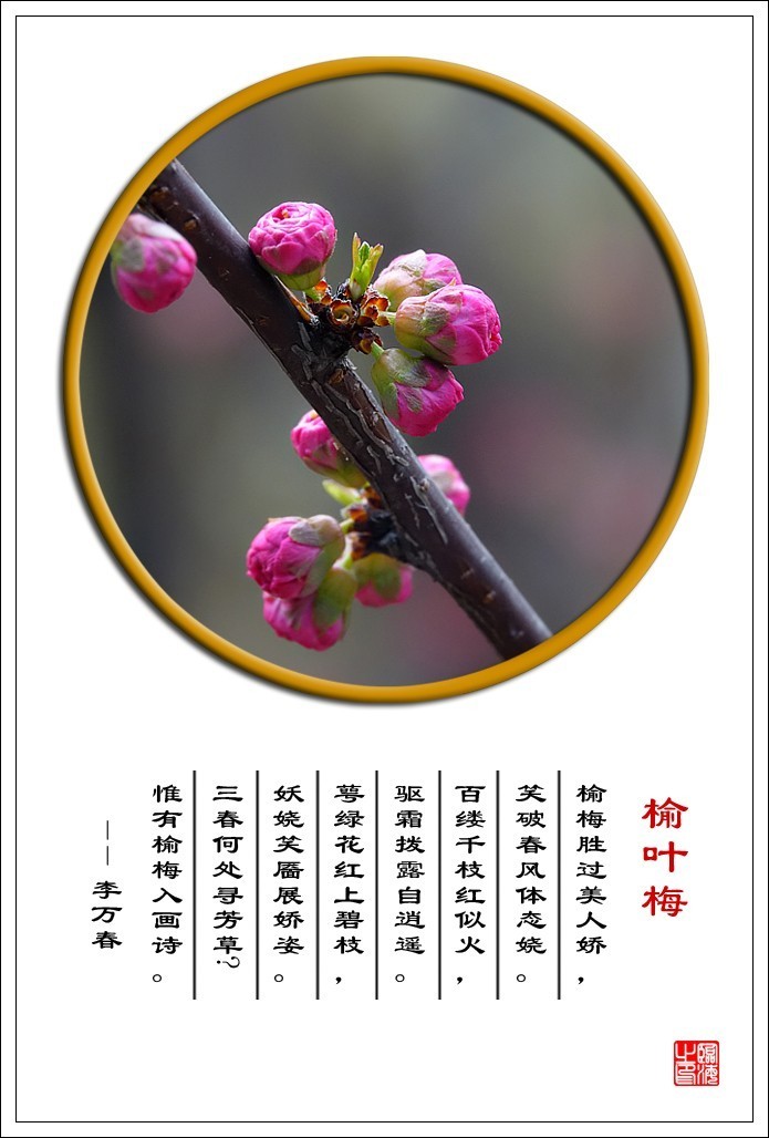 【我的视野】★ 含苞欲放 ★   《 榆叶梅赞 》  榆梅胜过美人娇，笑破春风体态娆。 百缕千枝红似火，驱霜拨