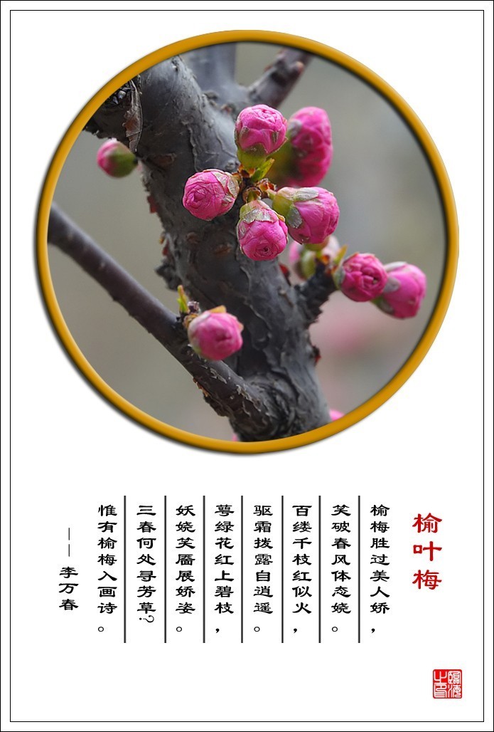 【我的视野】★ 含苞欲放 ★   《 榆叶梅赞 》  榆梅胜过美人娇，笑破春风体态娆。 百缕千枝红似火，驱霜拨