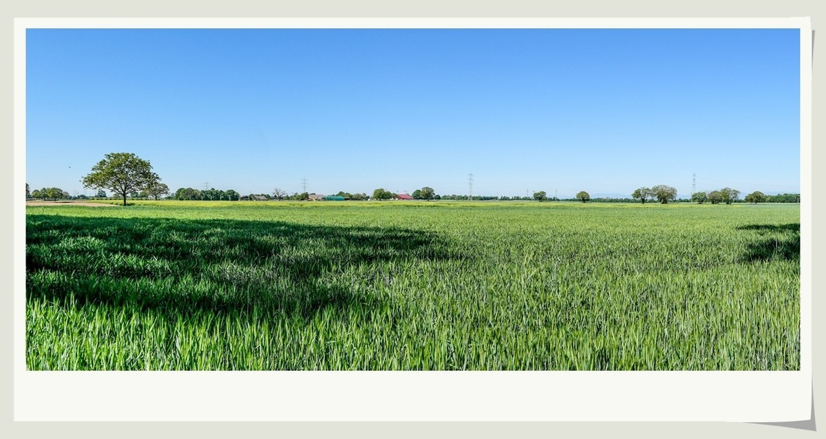 希望的田野