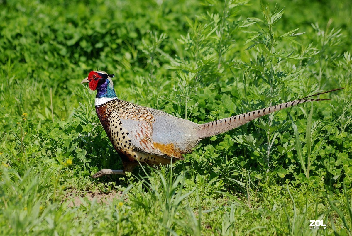 宾得色彩拍雉鸡。