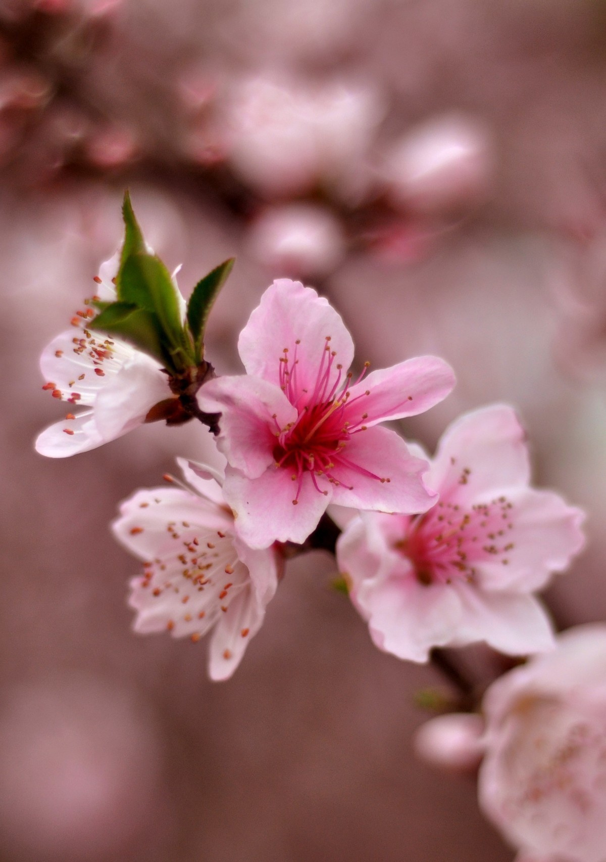 春天的花------2