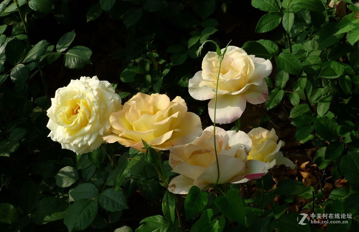 此花无日不春风