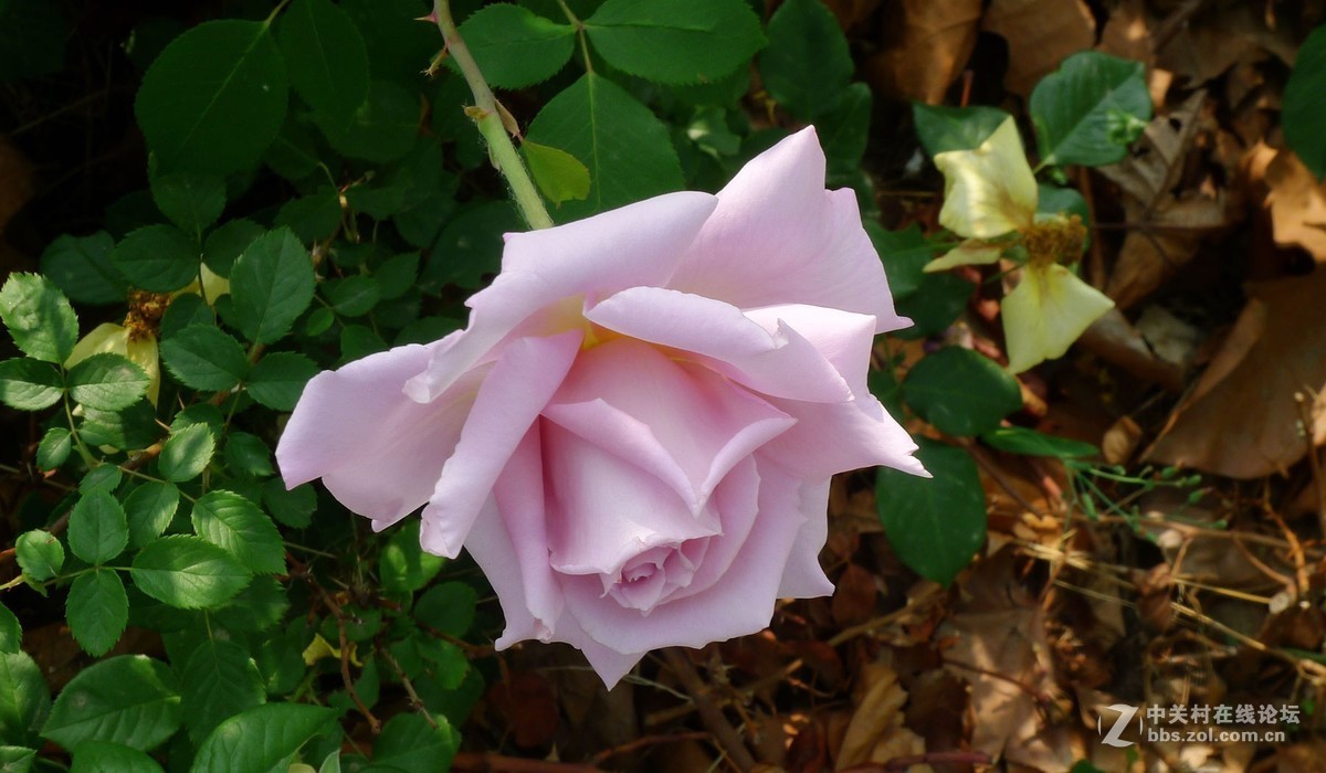 此花无日不春风