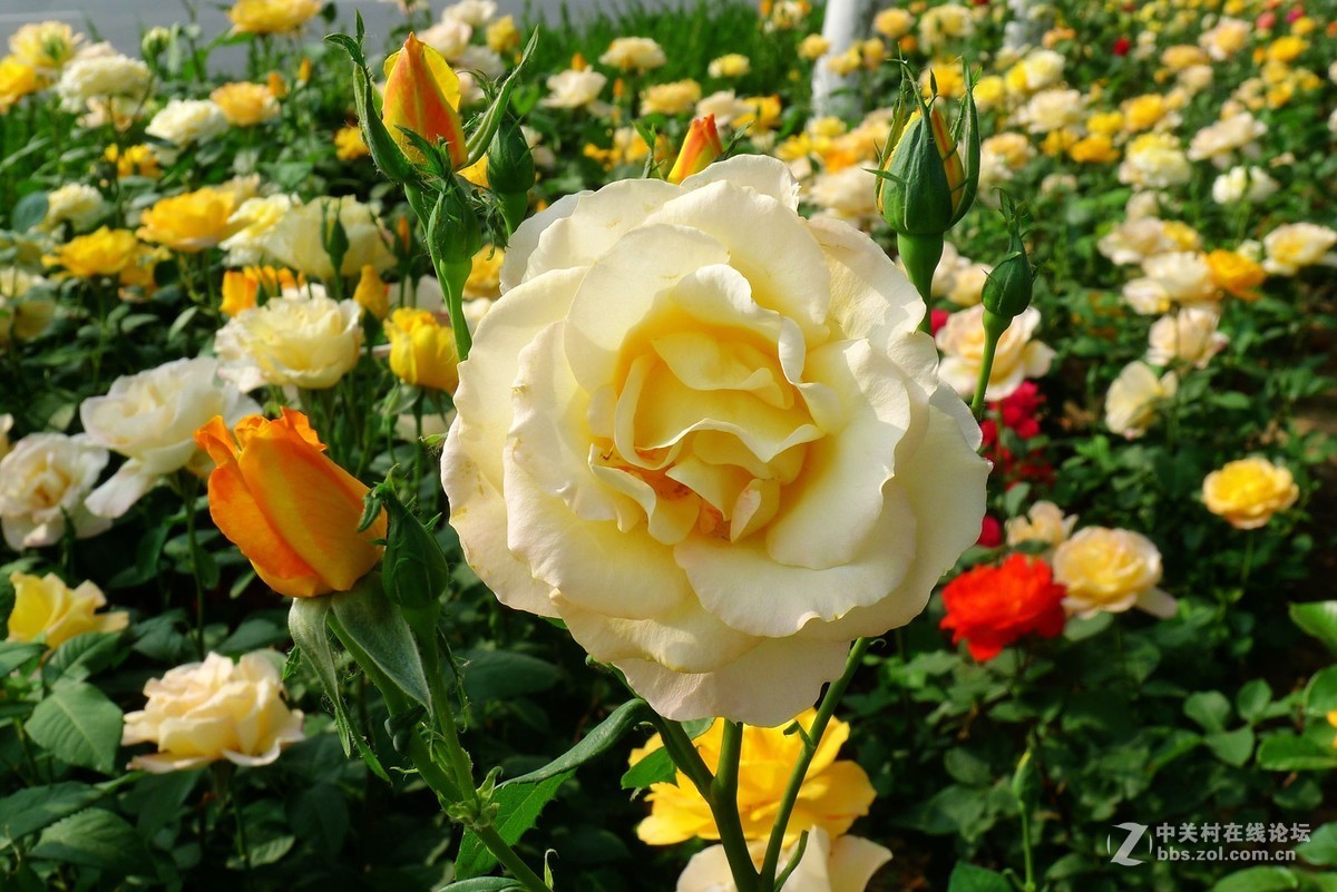 此花无日不春风