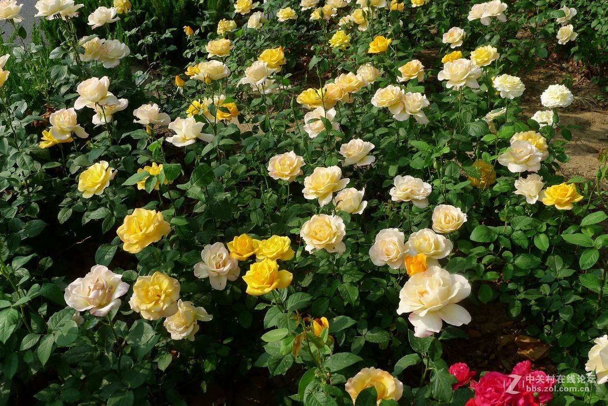 此花无日不春风