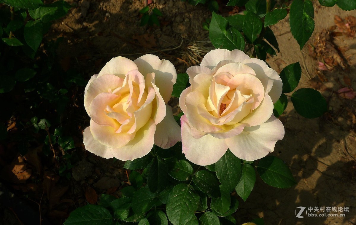 此花无日不春风