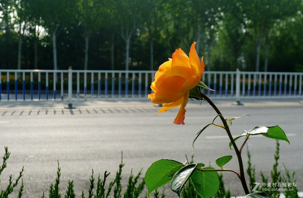 此花无日不春风