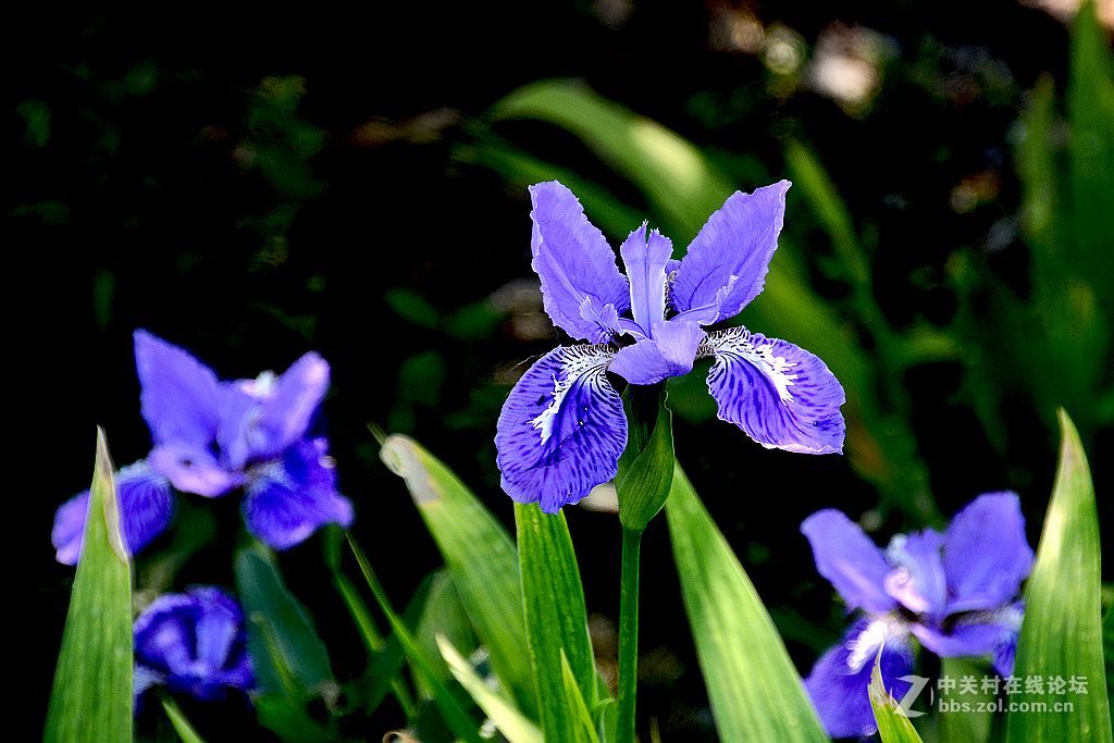 一组兰鸢尾花