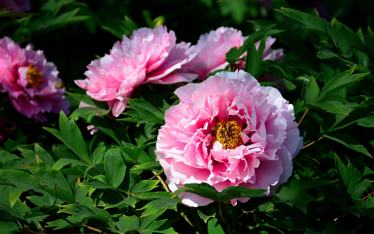 恭祝各位好友端午节快乐如意！