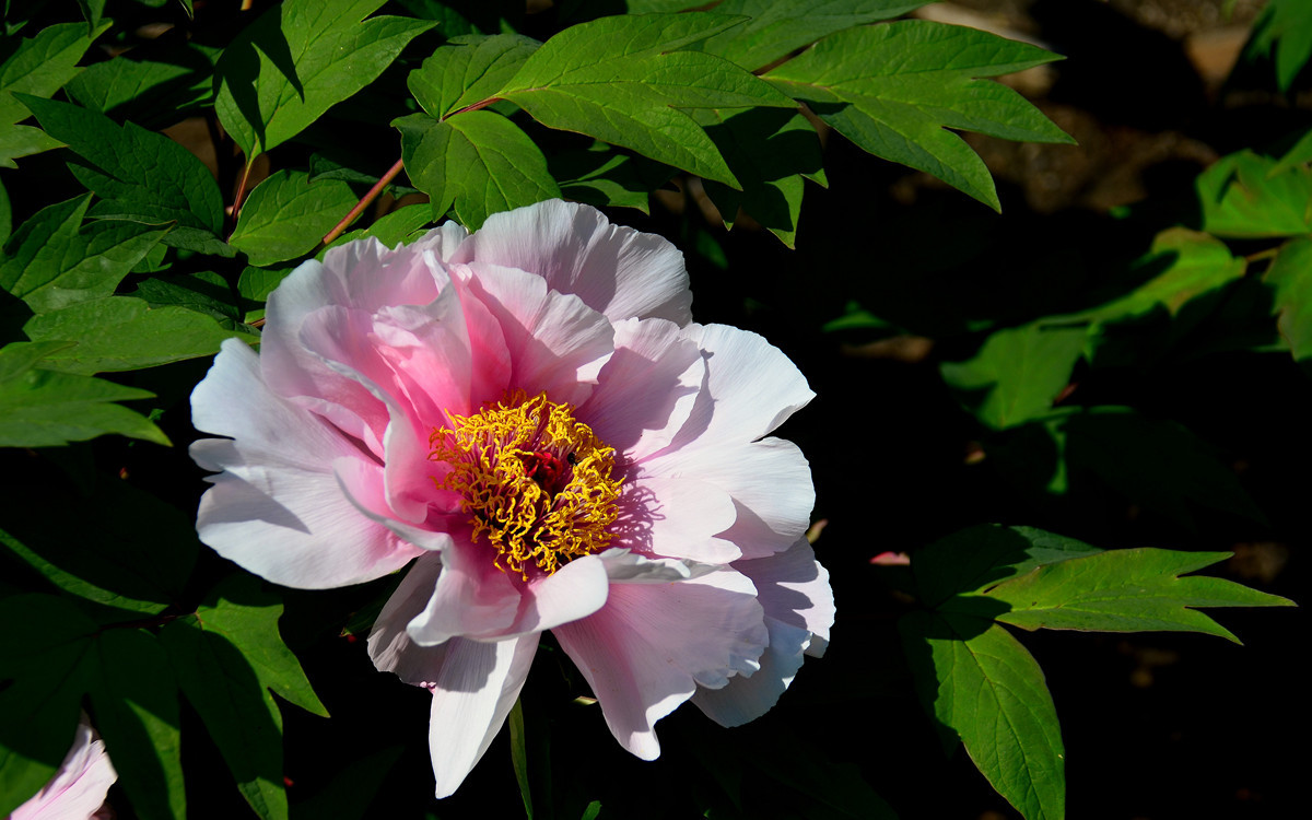 恭祝各位好友端午节快乐如意！