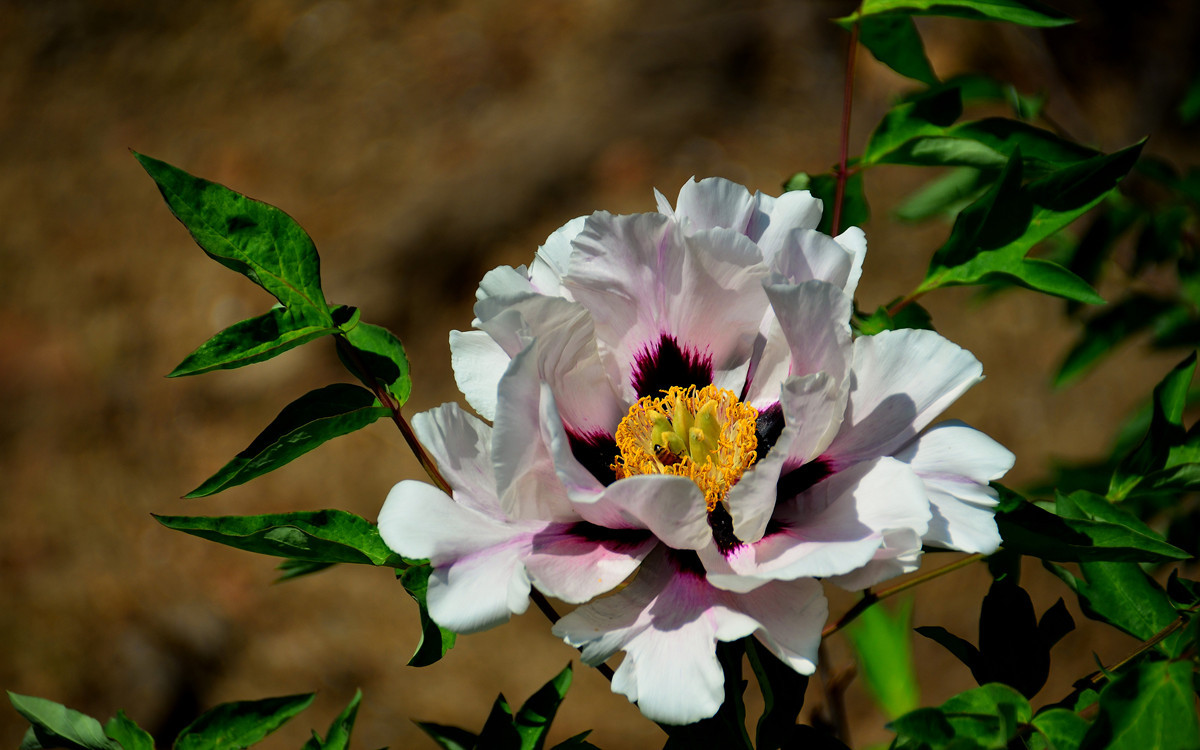 恭祝各位好友端午节快乐如意！