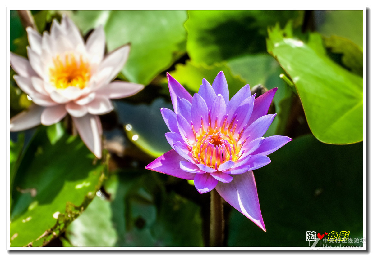 夏天的荷花真漂亮