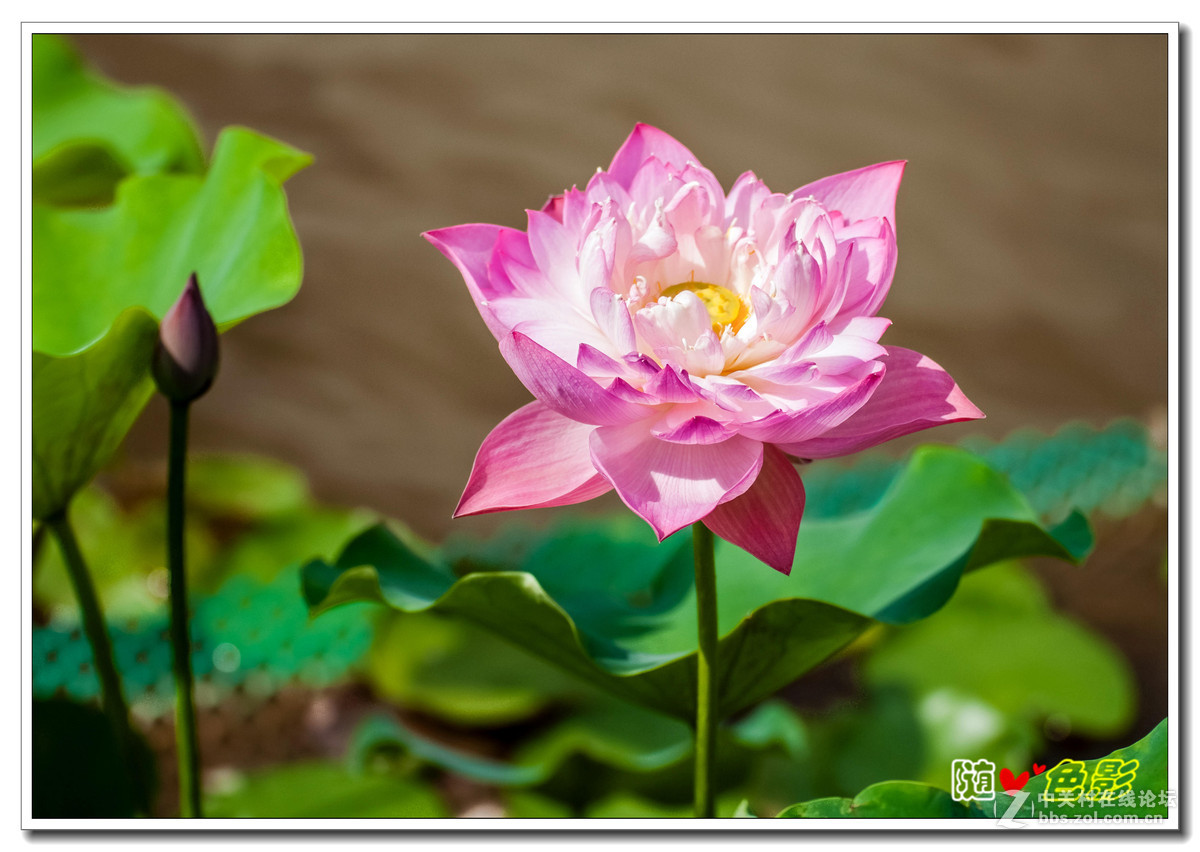 夏天的荷花真漂亮