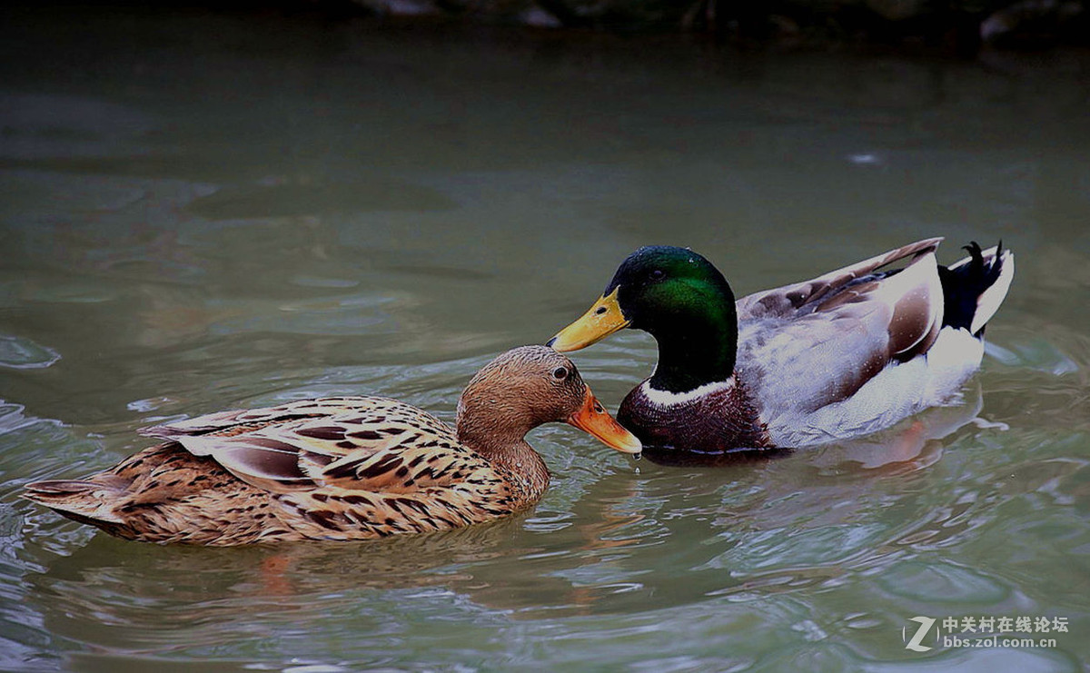 春江水暖鸭先知