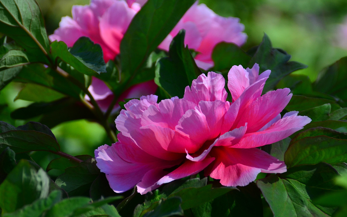 恭祝各位好友端午节快乐如意！