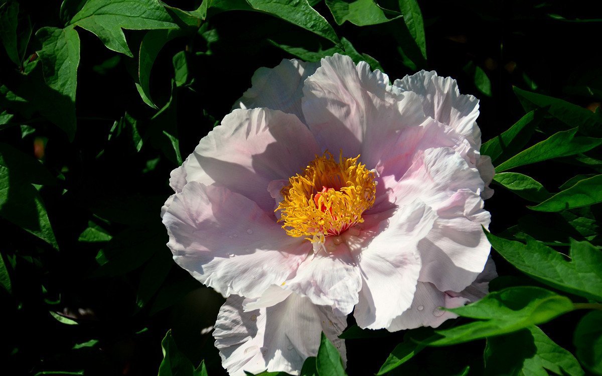 恭祝各位好友端午节快乐如意！