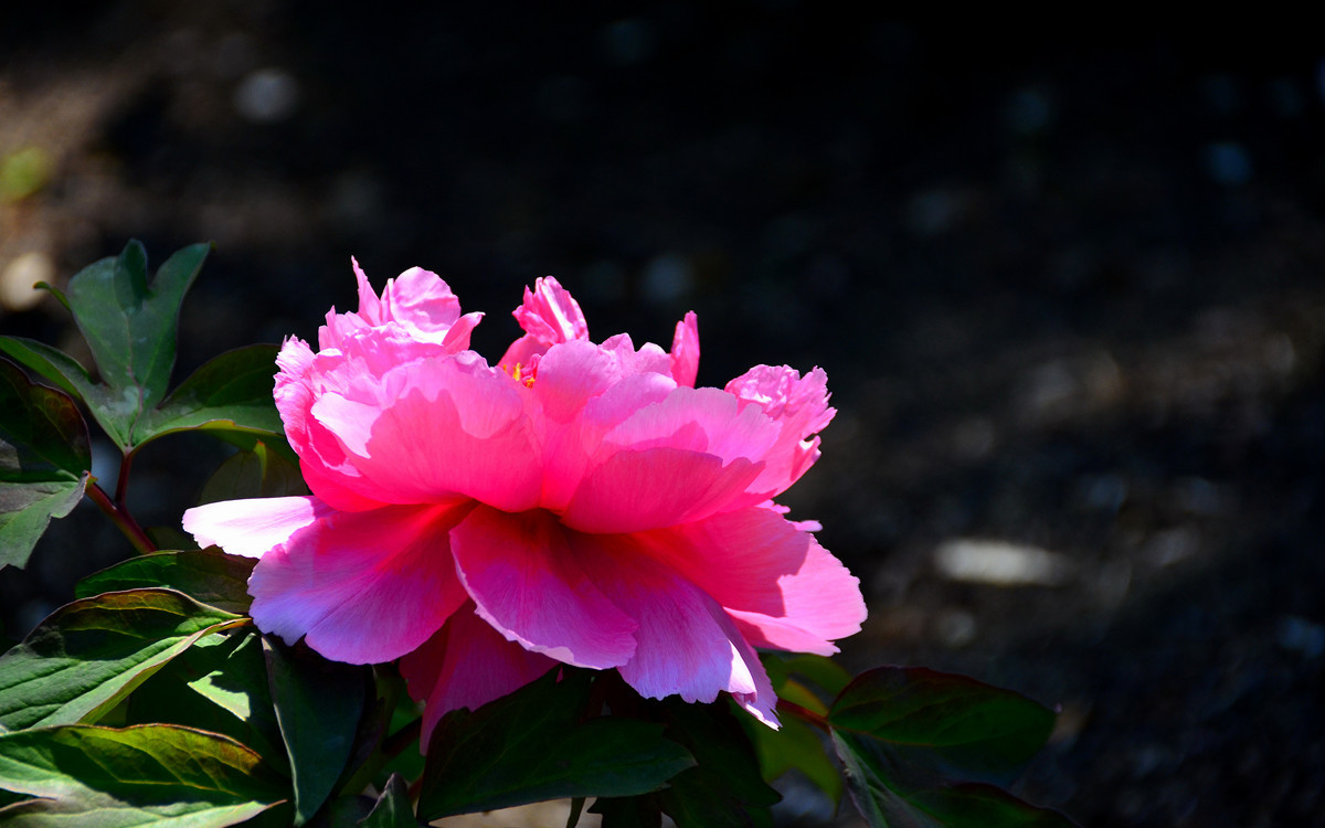 恭祝各位好友端午节快乐如意！